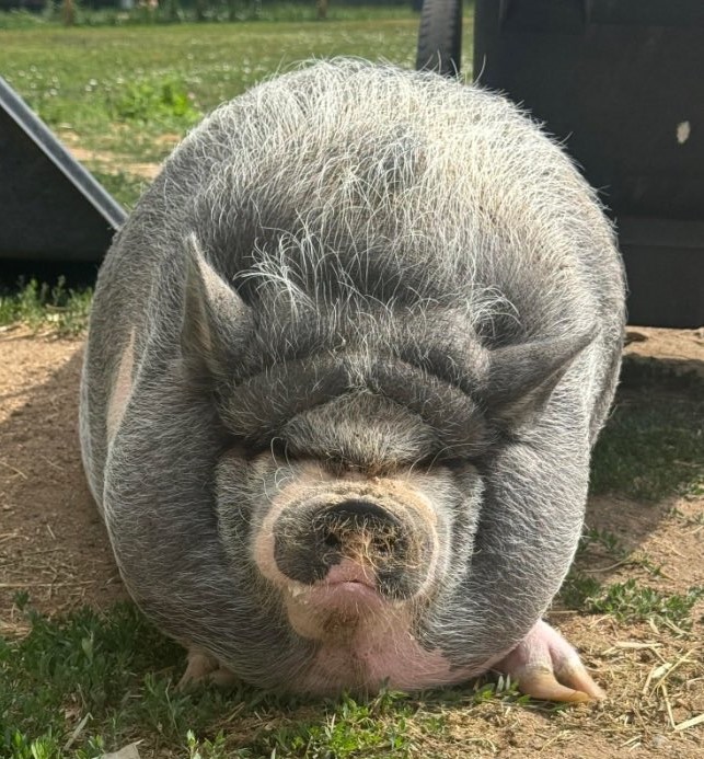 Nike the Pig